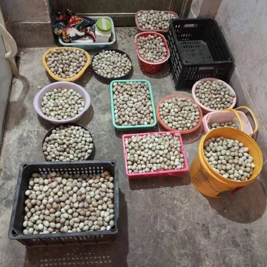 曹县批发芦丁鸡种蛋