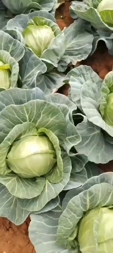 泸西县圆包菜 金品铁头