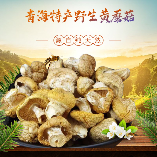 貴德縣青海特產(chǎn)野生黃蘑菇