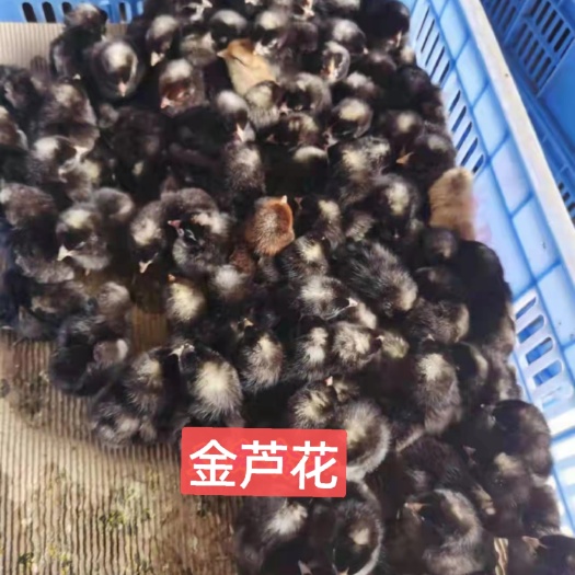 广州土鸡苗 金芦花公，肉质鲜美，