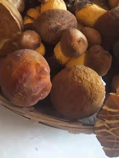 威宁县黄牛肝菌 贵州威宁县大山里的美味