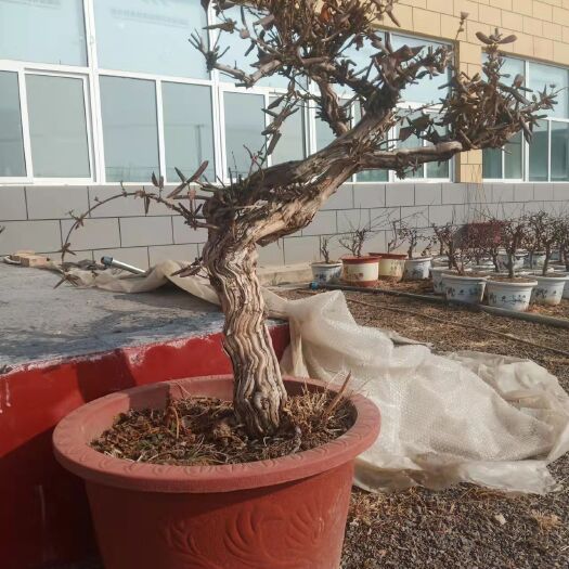 白水县金银木 金银花