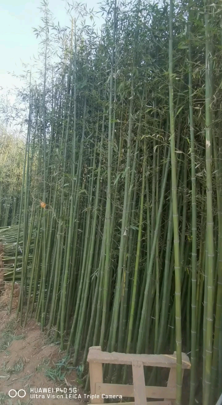 刚竹苗，老移植苗，现挖苗，各种工程苗，规格齐全欢迎来电咨询