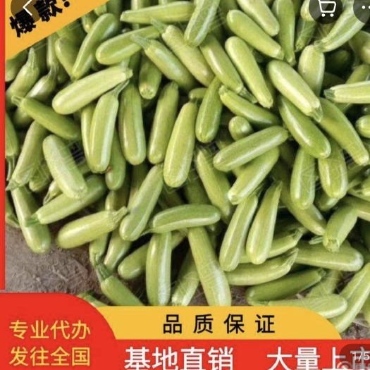 博爱县西葫芦  精品西葫芦 供应各大电商和批发市场保证质量。