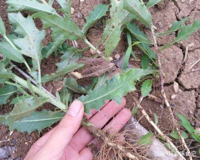 通江县大蓟 小蓟草种苗 刺儿菜种苗 小蓟 蓟蓟草 现挖现发货