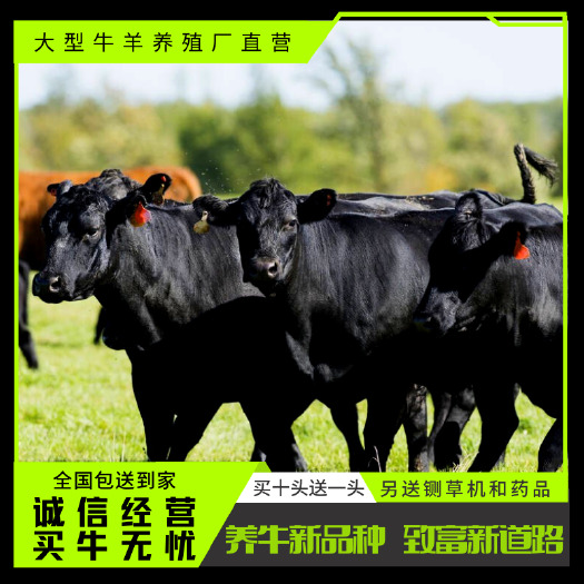 梁山县 纯种安格斯牛，自家养殖场繁育，价格实惠，买好牛请联系我