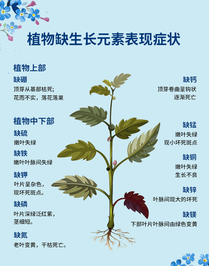 叶面肥氨基酸中量元素液体含螯合微量元素中量元素叶面肥水溶肥料