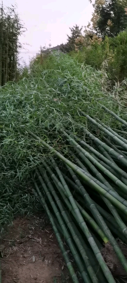 刚竹苗，老移植苗，现挖苗，各种工程苗，规格齐全欢迎来电咨询