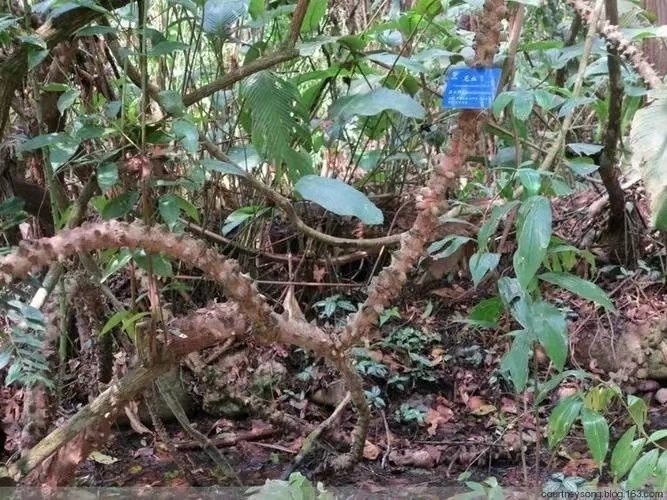 长顺县大山里的见血飞