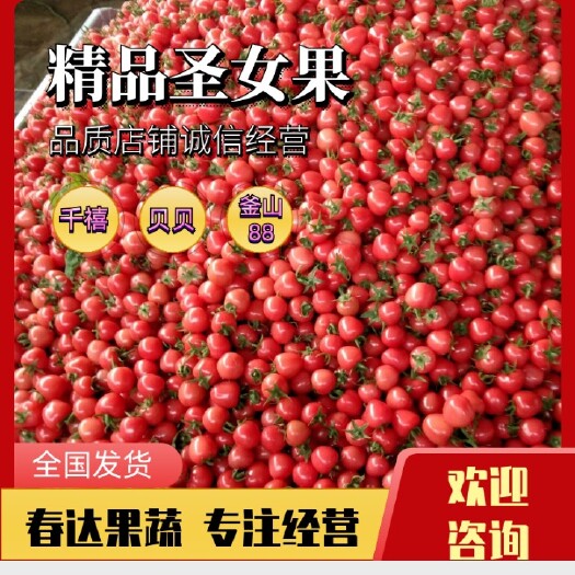 长沙山东大型基地贝多芬 贝贝 、千喜圣女果口感香甜基地图片視频