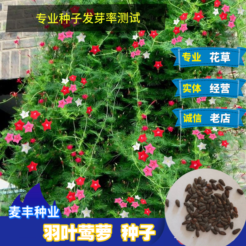 南京羽叶莺萝种子  四季开花庭院爬藤攀援五角星花种子 花卉种子
