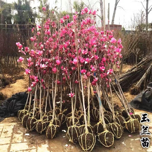 沭阳县二乔玉兰 基地玉兰树苗白玉兰红玉兰树苗绿化苗木风景树苗