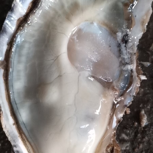 荣成市净化蚝 乳山生蚝，产地直发，一件代发，1+/1.5+/2+/2.5+