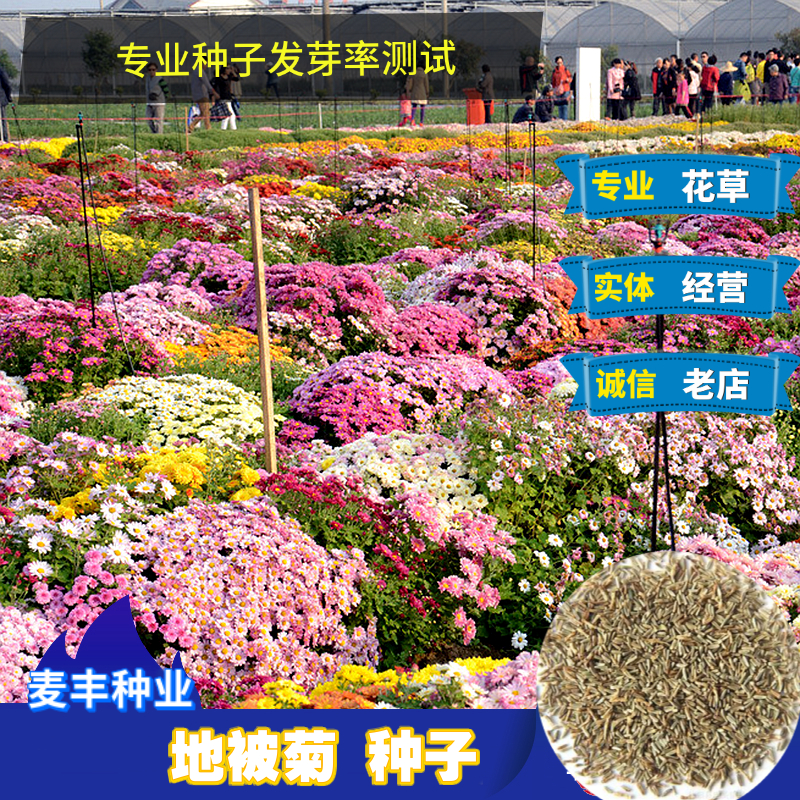 南京花环菊种子 地被菊种子秋冬播室外四季易活花种 花期长庭院花种