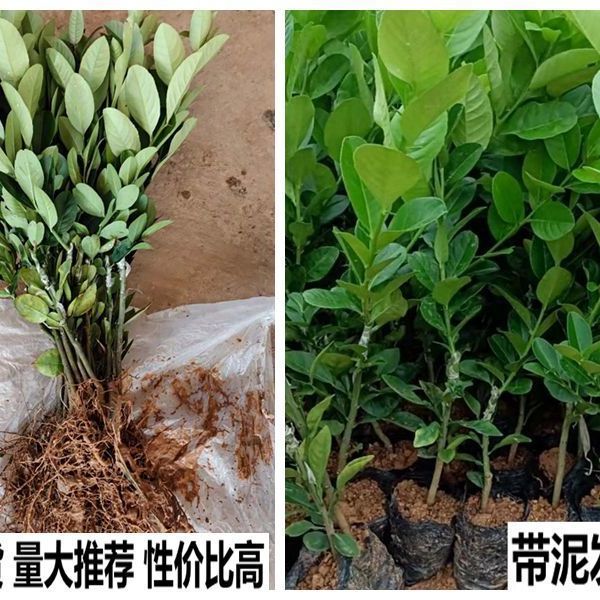 香水柠檬苗 广东香水柠檬树苗无籽嫁接食用无核盆栽地栽南方