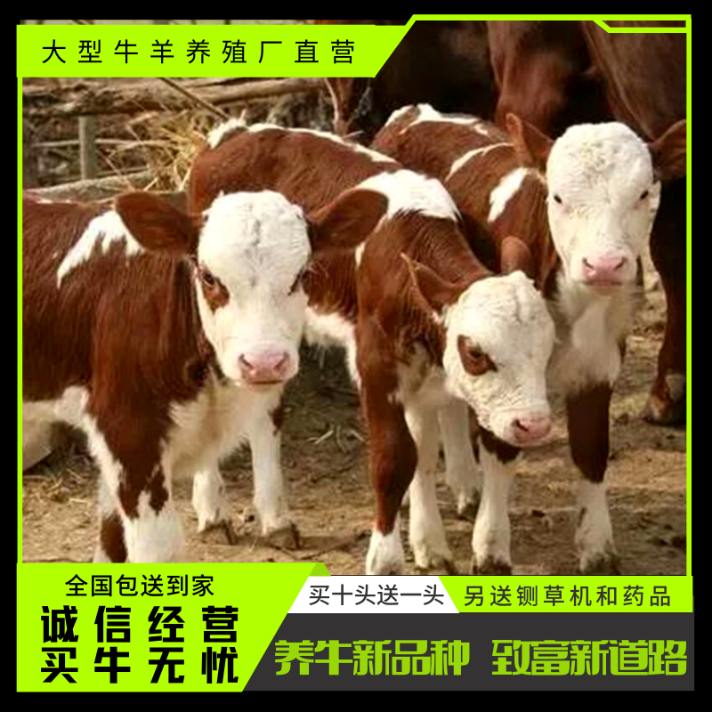 梁山县 西门塔尔牛 自家繁育养殖300-600斤均有买好牛请联系我选