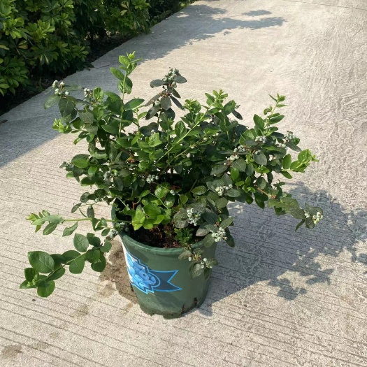 佛山草莓盆栽 蓝莓盆栽