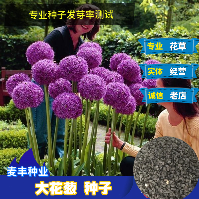 南京大花葱种子 硕葱花种子 多年生花卉绿植盆栽花园 网红花种子