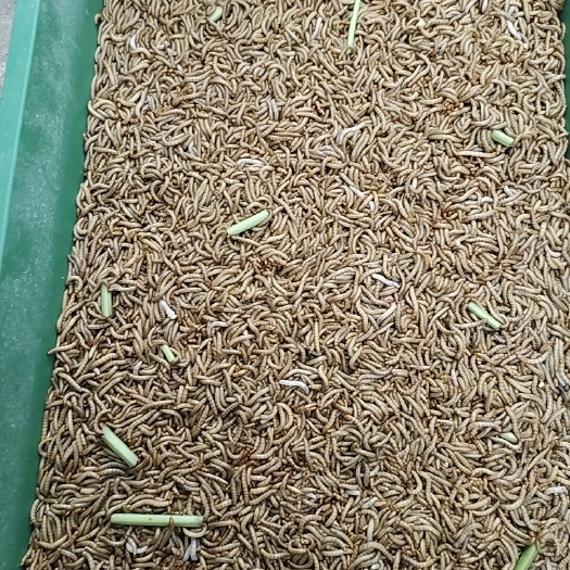 南宁黄粉虫