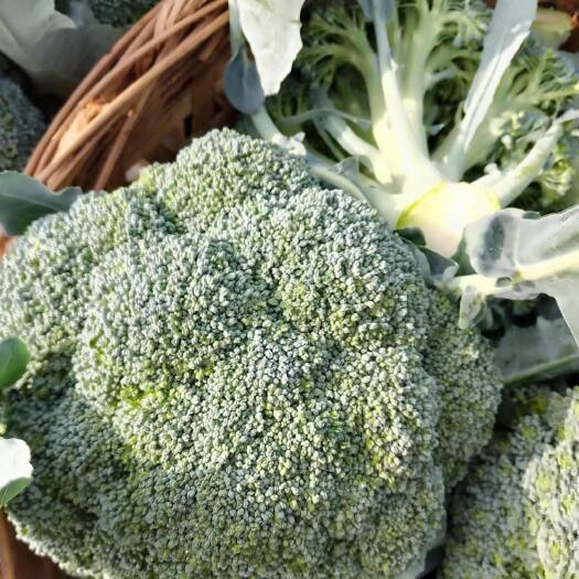 优质西兰花，颜色好。花型漂亮