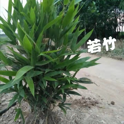 定州市阔叶箬竹