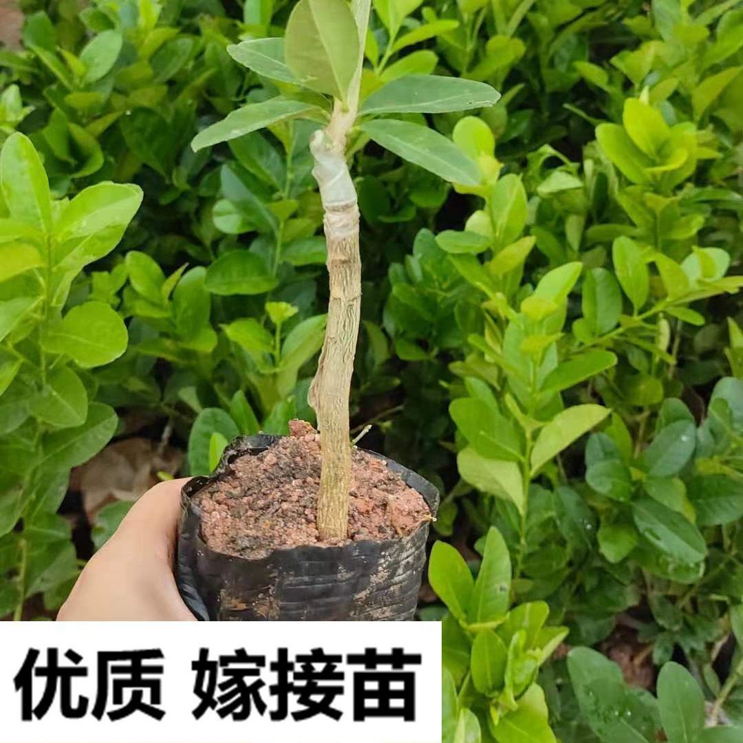 香水柠檬苗 广东香水柠檬树苗无籽嫁接食用无核盆栽地栽南方