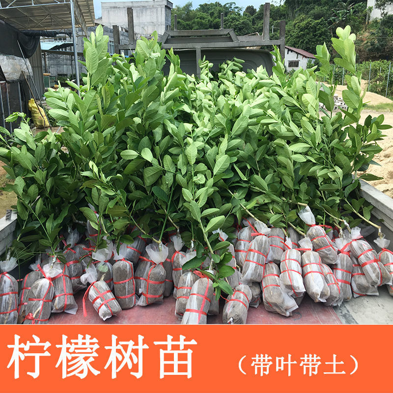 香水柠檬苗 广东香水柠檬树苗无籽嫁接食用无核盆栽地栽南方