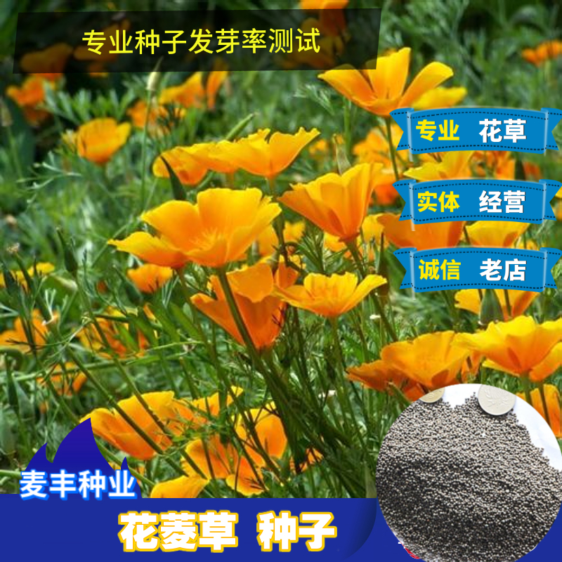 南京花菱草种子 四季易种阳台花卉盆栽种子园林绿化庭院 花海设计