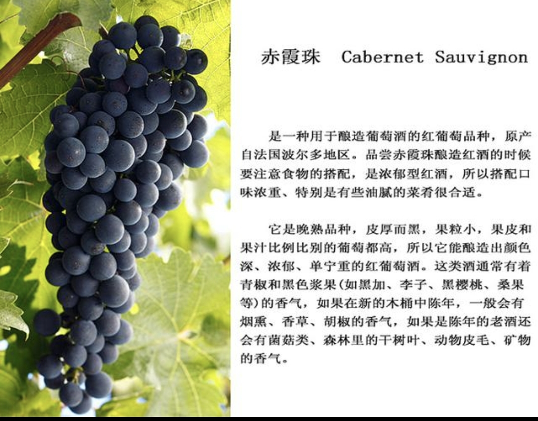 卢龙县赤霞珠葡萄苗，占地葡萄苗，基地直发，苗圃地头价