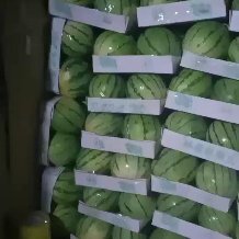 岳阳麒麟西瓜 湖南省岳阳。 种植大户。量大从优 。