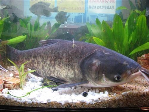 鲢鱼苗养殖场直销