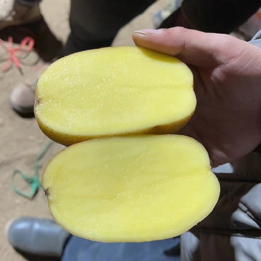 土豆黄皮黄心土豆 V7 希森 大丰十 226。还有1600