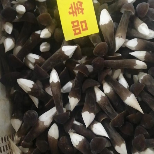黑皮鸡枞菌一级二级三级四级