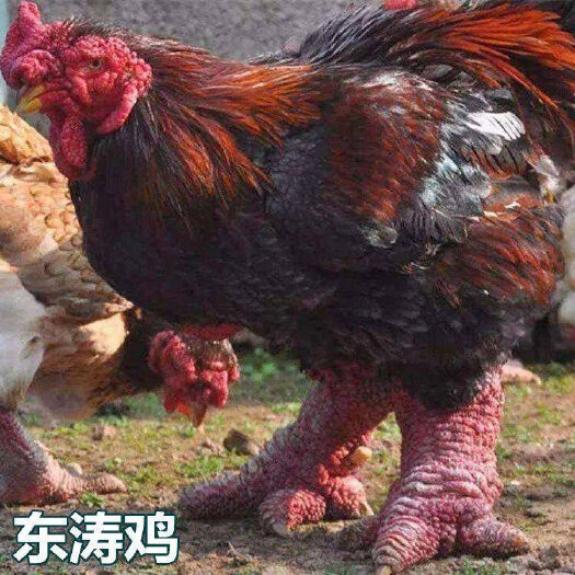 纯种越南东涛鸡脱温苗 越南粗脚鸡 观赏鸡，品种好，质量保证