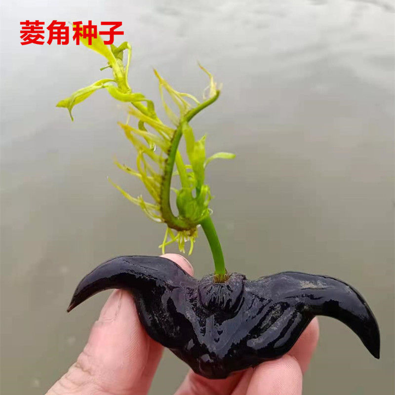 洪湖市洪湖菱角种子菱角种苗菱角苗 大青菱角 产量高 成活高