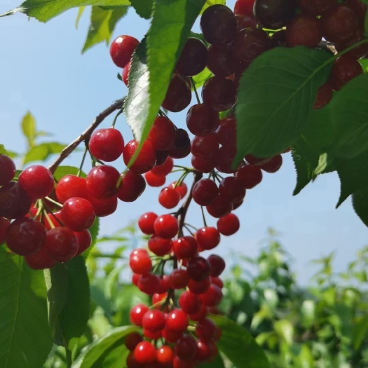  紫花大樱桃  个头大  颗粒饱满    口感纯甜