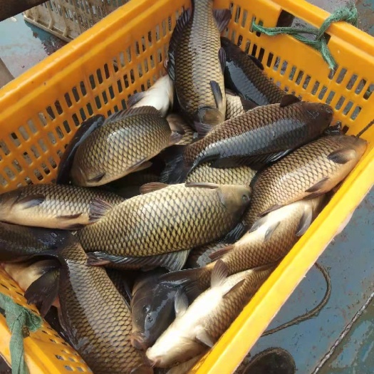 宽甸县裸鲤 镜鲤 鲤鱼，裸框鲤鱼，活水网箱养殖