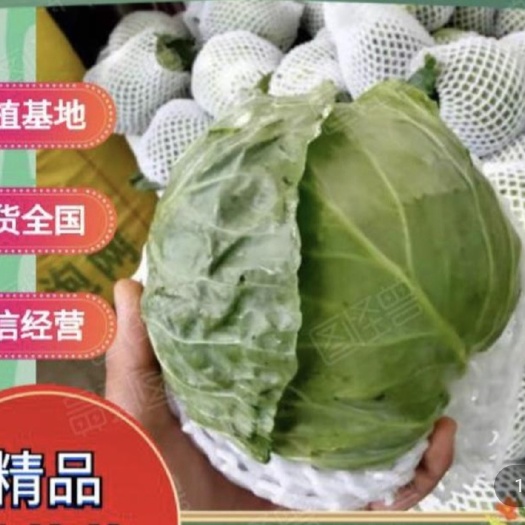 博爱县中甘系列  精品绿甘蓝包菜1.5斤左右