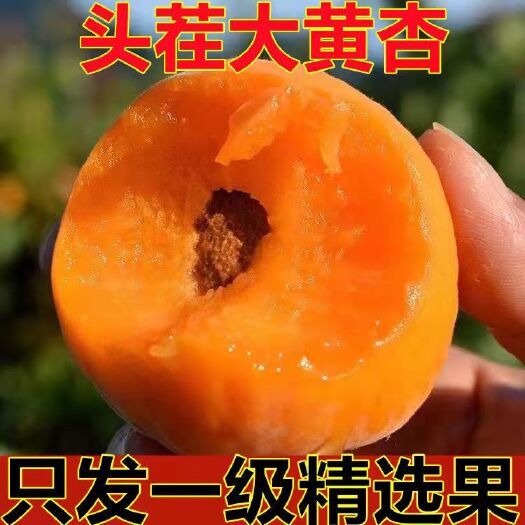【新品上市】陕西金太阳，丰园红，5.1红，大黄杏火热进行中