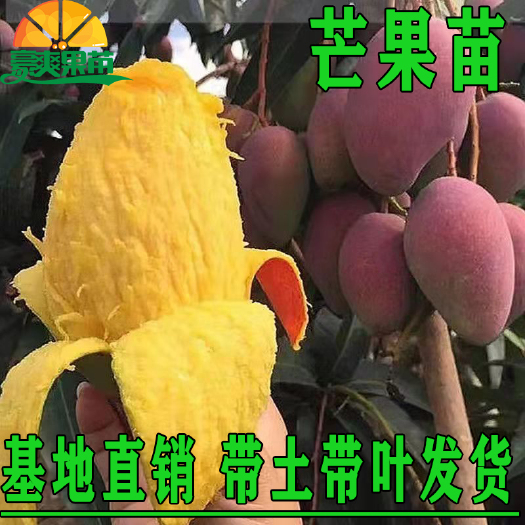 灵山县金煌芒果苗   正宗嫁接苗四季蜜芒，金煌芒，贵妃芒，台农芒带