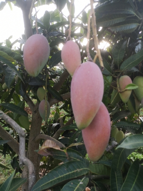 乐东县台农芒   贵妃芒小台农金煌芒果找我代办不踩坑