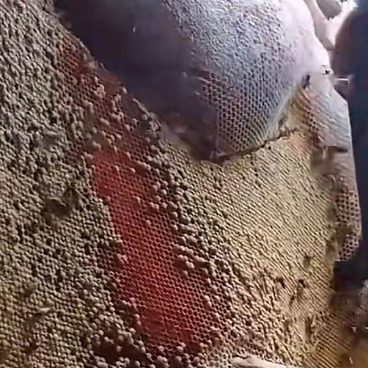 琼中县名称海南琼中排蜂特点人工无法饲养卖点纯蜂蜜