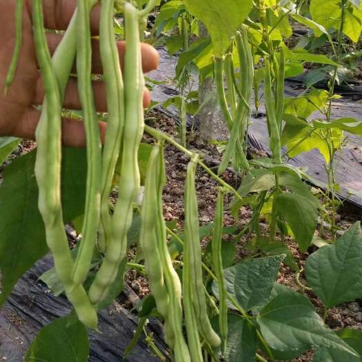 诸城市蔬菜芸豆，九粒白芸豆，499-1，芸丰618，
