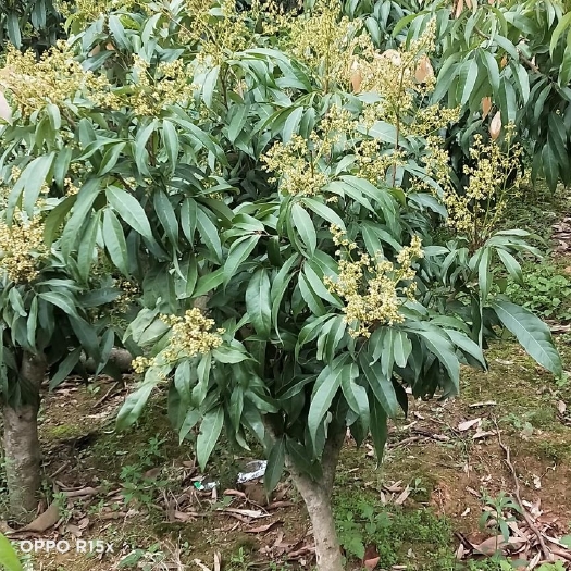 灵山县荔枝苗  高压圈枝苗，荔枝树苗，桂味，妃子笑，糯米糍，香荔，
