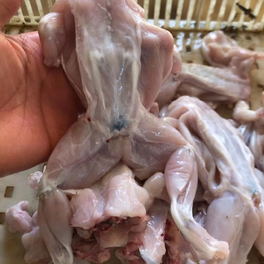 新鲜牛蛙，一手货源，火锅，超市，批发市场直供，量大价格美丽
