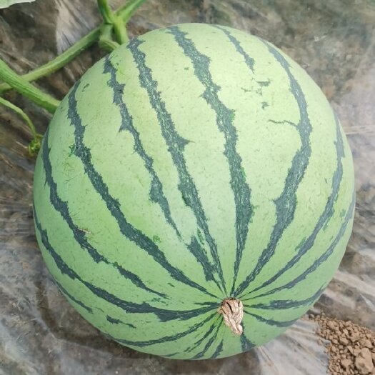 沈丘县麒麟西瓜 8424瓜，麒麟瓜，货源充足，运输方便，多年种植经
