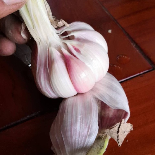 饶阳县红皮蒜 饶阳紫红皮大蒜，质量杠杠的，个头大，发往全国