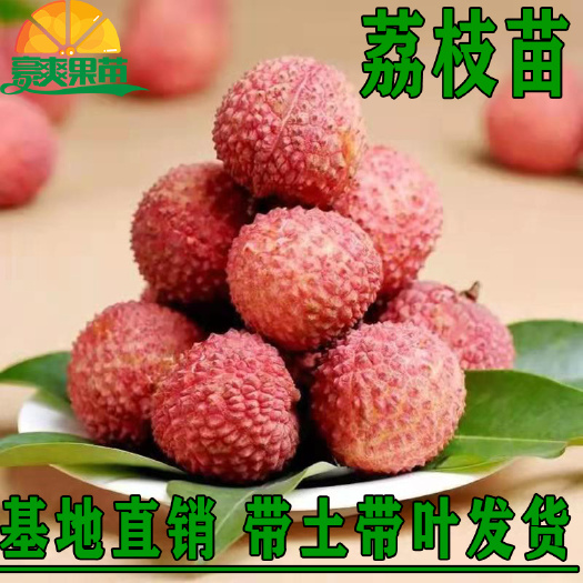 灵山县妃子笑荔枝苗 广西荔枝树苗无核妃子笑桂味正宗冰荔枝苗新品种耐