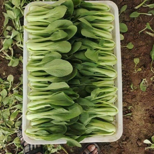 曹县精品上海青，奶白菜。油麦菜，菠菜大量有货。