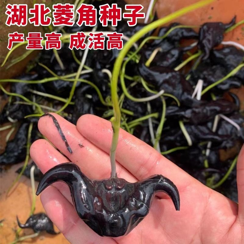洪湖市洪湖菱角种子菱角苗子菱角种苗青菱角黑菱角个大高产稳产老菱角